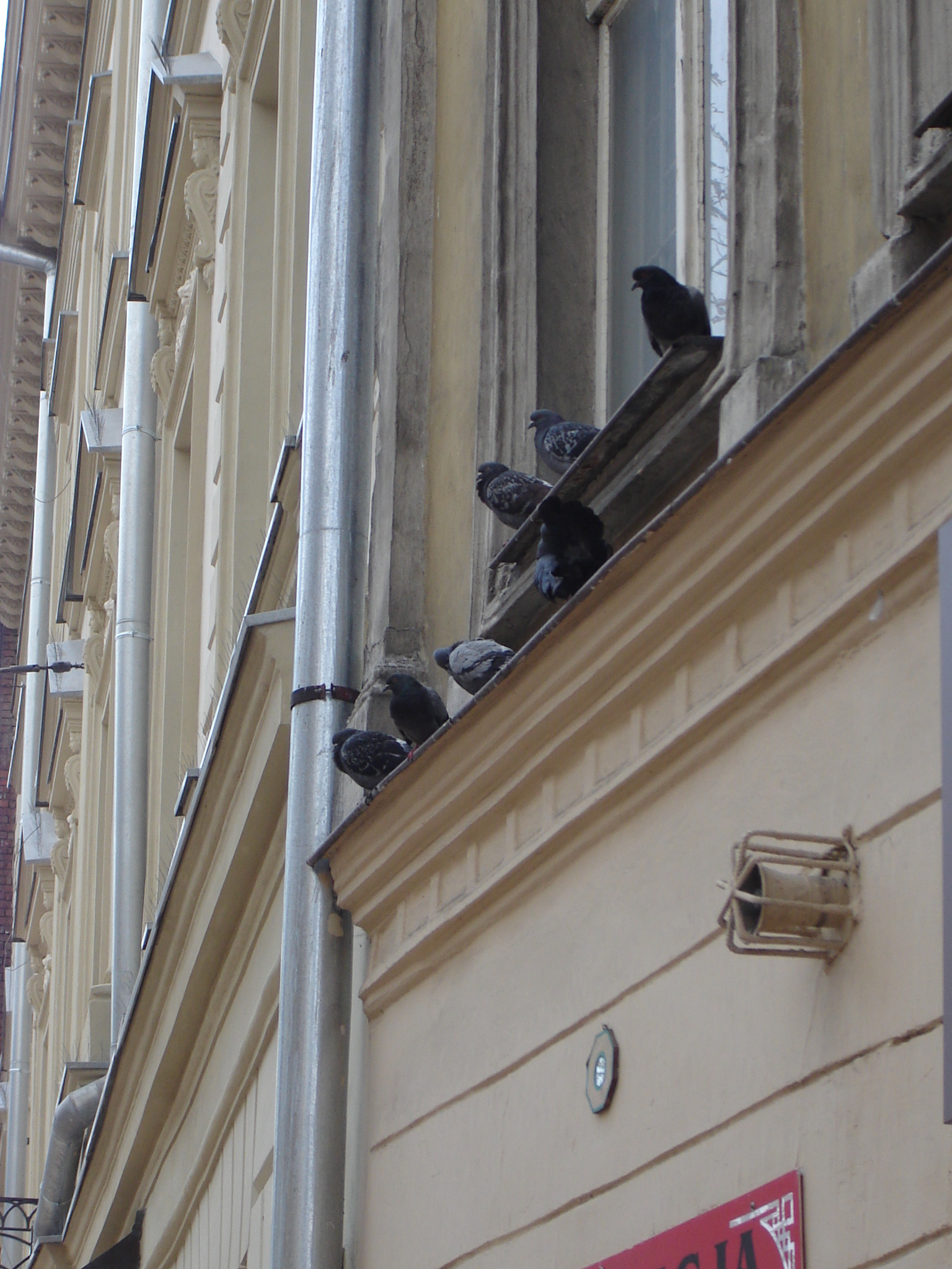 gołębie na budynku bez kolców